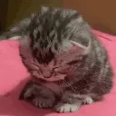 310273eepykitten