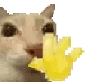 440591catwave
