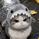 angysharkkitty