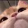 kittypeak