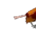 burd