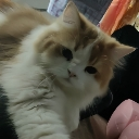 meow Discord Emoji from Rᴇʙɪʀᴛʜ Dᴇʟɪᴄᴀᴄɪᴇꜱ | Explore New World