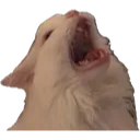CatYell custom emote | Homestuck Community
