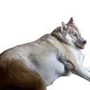 FatterHusky custom emote - Homestuck Community