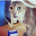 emoji_1 Discord Emoji - 𝘔𝘦𝘰𝘸 :3