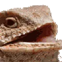 laughinglizard