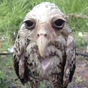 FugulyOwl Discord sticker - The 1woners