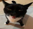 Larry custom emote - The 1woners