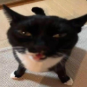 :special_cat: