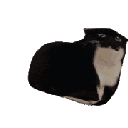 Maxwell animated Discord emote | 🛕𝗭𝗼𝗱𝗶𝗮𝗻 𝗘𝗺𝗽𝗶𝗿𝗲🛕