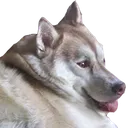 HuskyMax Discord sticker from Homestuck Community