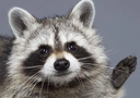 raccoon_floppaa Discord emoji