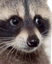 raccoon_face_floppaa Discord emoji