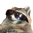 raccoon_cool_floppaa Discord emoji