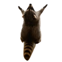 raccoon_hail_floppaa Discord emoji