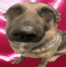 whiningdogmemehmmhmhmmm_floppaa Discord emoji