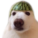 dog_dua_floppaa Discord emoji