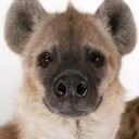 emoji_3 custom emote | Fexs den