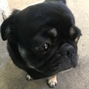 Tola custom emote | Fexs den