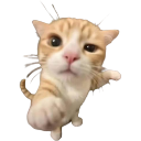 :53232meo: