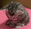 eepykitten_floppaa Discord emoji