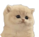 dumbfoundedkitten_floppaa Discord emoji