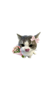 catflower_floppaa Discord emoji