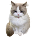 cutecattongue_floppaa Discord emoji