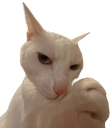 supbbg_floppaa Discord emoji