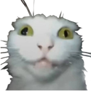 crazykitty_floppaa Discord emoji
