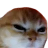 catmad