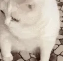 catgag