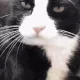 Mlem