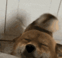 happydog_floppaa Discord emoji