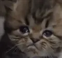 saj