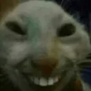 smilekitty smilekitty
