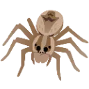 tarantula