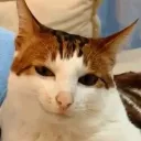 catsmurkW catsmurkW
