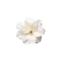 white_flower