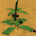 DogbaneHerb Discord Emoji | Bridger Western Roblox | Guides • Updates • Trading • LFG