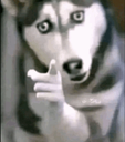 :dogesh_tugya: