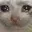 CatSad