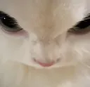 angry_cat