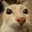 g_hola Discord emoji