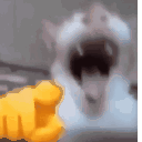 catlaugh animated Discord emote from ✦Sleepy Hollow✦