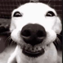 78fbf1efd333f05061a958f0ec4dbfa0 custom emote | ✧･ﾟ: ✧･ﾟ: 𝙎𝙩𝙧𝙖𝙮𝙨 :･ﾟ✧:･ﾟ✧