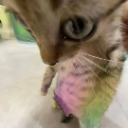 Screenshot_20251110_093547_Pinte Discord sticker from ✧･ﾟ: ✧･ﾟ: 𝙎𝙩𝙧𝙖𝙮𝙨 :･ﾟ✧:･ﾟ✧