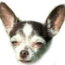 dogsus Discord emoji