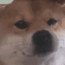 dogesad_floppaa Discord emoji