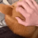 helloshiba_floppaa Discord emoji